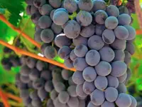 Cabernet Sauvignon Grape Vine