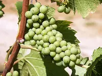 Sauvignon Blanc Grape Vine