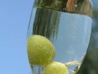 Bronze Fry Scuppernong