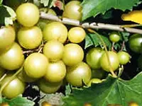 Bronze Southern Sweet Scuppernong