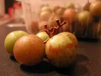 Bronze Tara Scuppernong