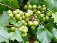 Bronze Dixie Sweet Scuppernong