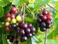 Black Hunt Muscadine