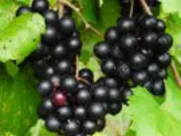 Black Jumbo Muscadine