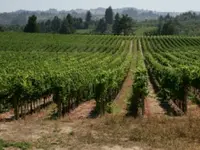 Black Cowart Muscadine
