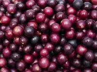 Black Nesbit Muscadine