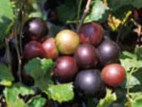 Black Noble Muscadine