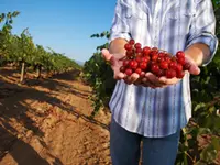 Red Scarlet Muscadine