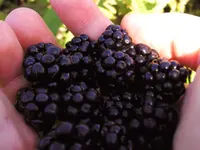 Austin Dewberry Plant