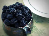 Cumberland Black Raspberry Plant