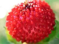 Sweet Charlie Strawberry Plant