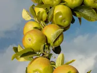 Dorsett Golden Apple Tree