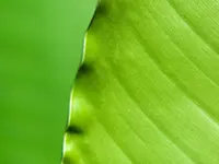 Misi Luki Banana Plant