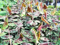 Rojo (Blood Leaf) Banana Plant