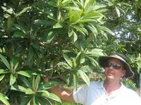 Early Red Loquat Tree