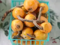 Early Red Loquat Tree