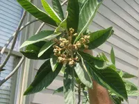 Vista White Loquat Tree