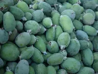 Pineapple Guava Tree