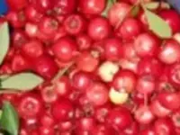 Reliable Mayhaw Tree