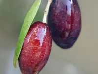 Mission Olive Tree