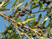 Manzanilla Olive Tree