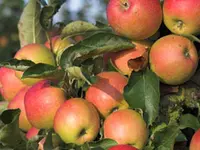 Gala Apple Tree