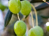 Picholine Olive Tree