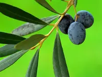Frantoio Olive Tree