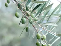 Lucca Olive Tree