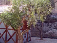 Lucca Olive Tree