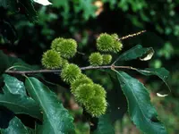 Georgia Native Chinquapin Tree