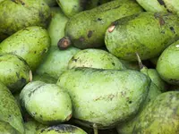 Eastern Seedling Pawpaw Tree