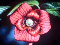 Eastern Seedling Pawpaw Tree