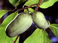 Collins Select Pawpaw Tree