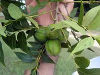 Stuart Pecan Tree