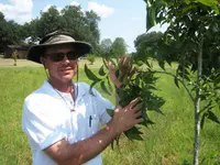 Sumner Pecan Tree