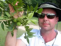 Curtis Pecan Tree
