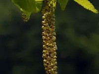 American Filbert Tree