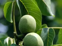 Black Walnut Tree
