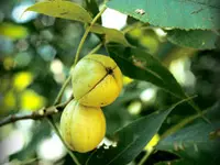 Mockernut Hickory Tree