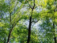 Mockernut Hickory Tree