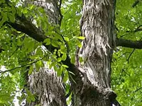 Shagbark Hickory Tree