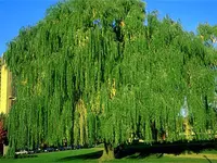 Weeping Willow Tree