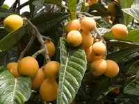 Gold Nugget Loquat Tree