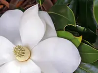 Magnolia Grandiflora 'Coco'
