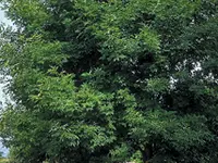 Pop Ash Tree