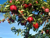 Red Delicious Apple Tree