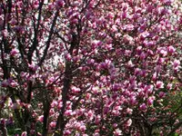 Betty Magnolia