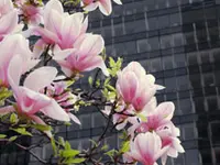 Saucer Magnolia