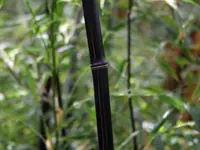Black Bamboo Plant